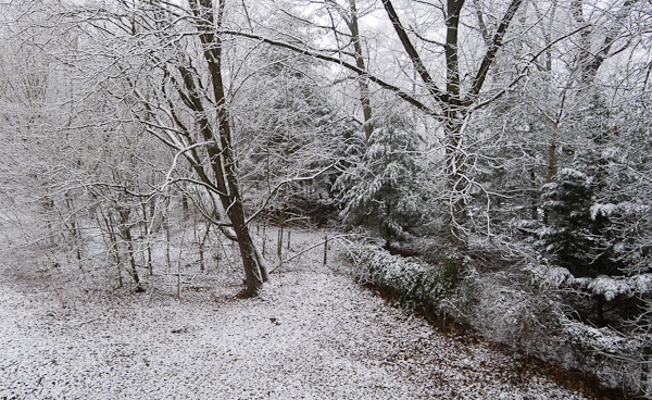 Dusting, Hunter Hill, February 2012