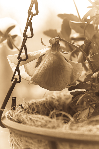 Pansy, Balcony Garden in Sepia, 2007