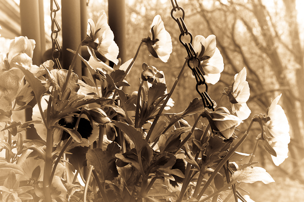 Pansies, Balcony Garden in Sepia, 2007