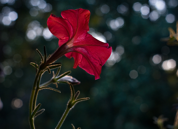 Petunia, Balcony Garden, August 2007