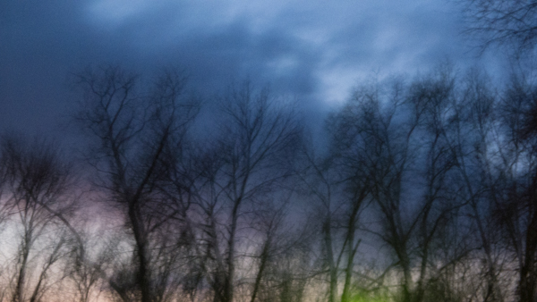 Botched Treetops -- Yet Poetic, Hagerstown, Maryland, February 2