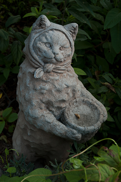 Cat, Surreybrooke, Middletown, Maryland, August 2007