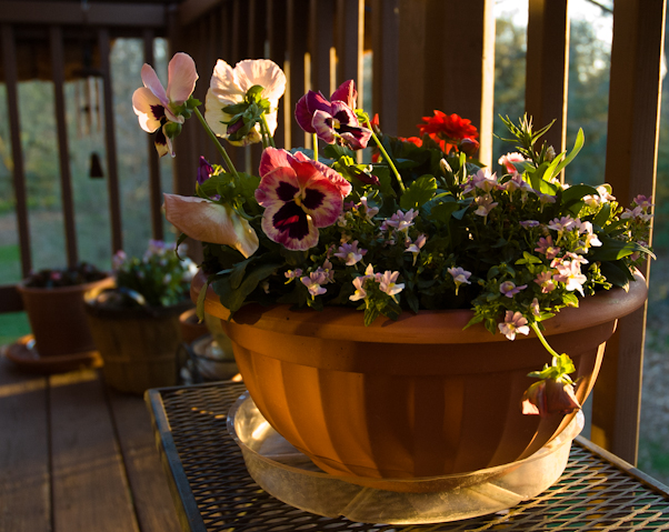 Color Basket, Balcony Garden, Hunter Hill, April 12, 2012