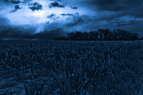 Cornfield, Miller Farm, Antietam National Battlefild Park, Sharp