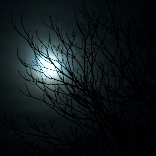 Blue, Moonlight and Branches, Hunter Hill, Winter 2008