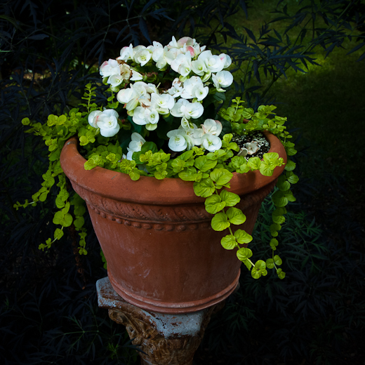 Creeping Jenny in a Red Clay Pot on a Pedestal, Surreybrooke Gar
