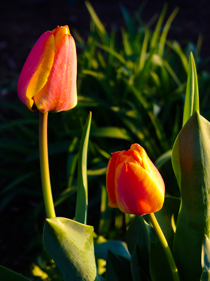 Tulips, Fairgrounds Park, Hagerstown, Maryland, March, 2012