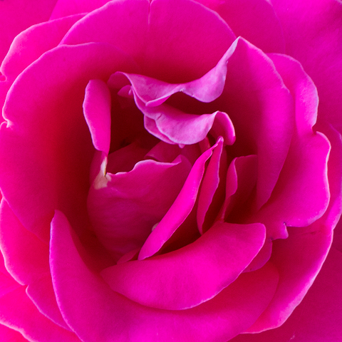 Rose, Trumpower's Garden, Hagerstown, Maryland, May 17, 2012