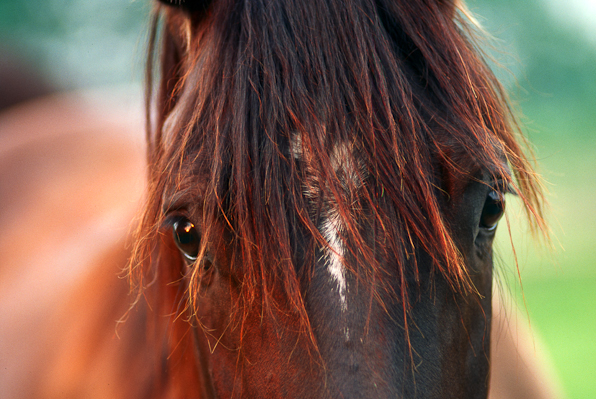 Equine Eyes, Snapshot, n.d.