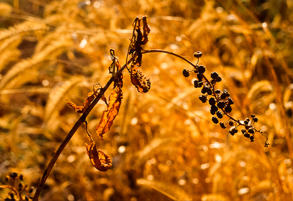 Fieldwork, Bascule Farm, Poolesville, Maryland, Autumn, 2001