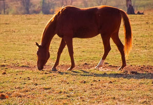 Chestnut, Sweet Light, Bascule Farm, Poolesville, Maryland, Autumn, 2001