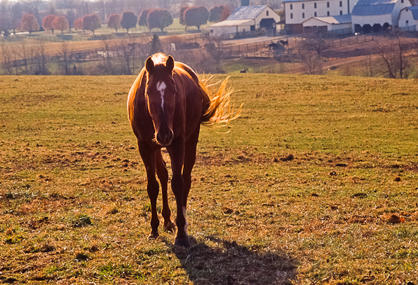 Chestnut, Sweet Light, Bascule Farm, Poolesville, Maryland, Autumn, 2001