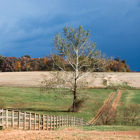 Sycamore, Bascule Farm, Poolesville, Maryland, Autumn, 2001