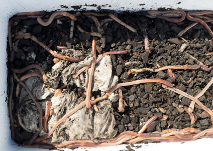 Adding Worms To Gardening Frame, Trumpower's Garden, Hagerstown,