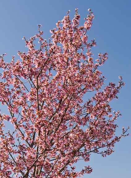 Cherry Blossoms, Fairgrounds Park, Hagerstown, Maryland, April 7