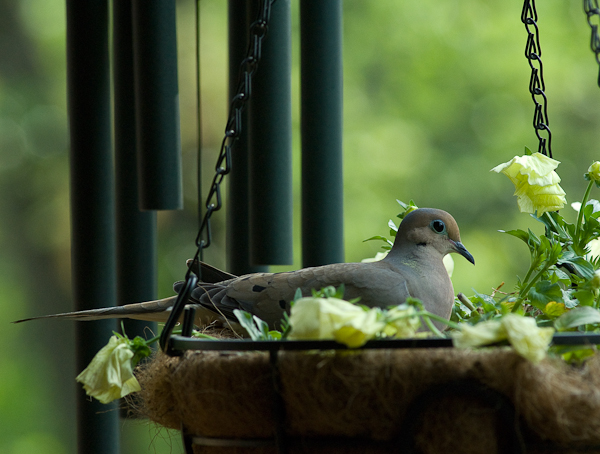 Dove Nesting, Balcony Garden, Hunter Hill, Hagerstown, Maryland,