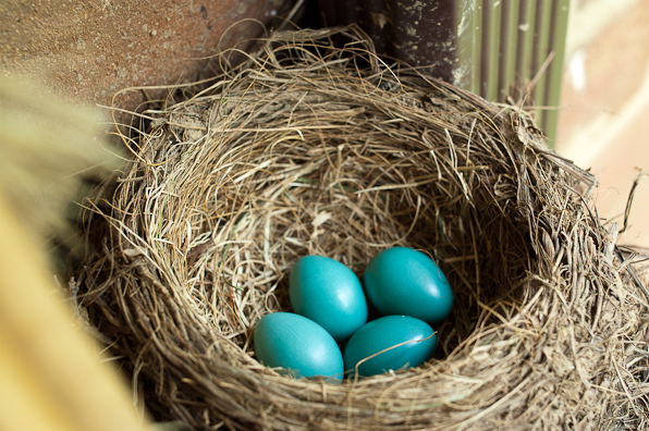 Robin's Eggs, Hunter Hill, May 2009