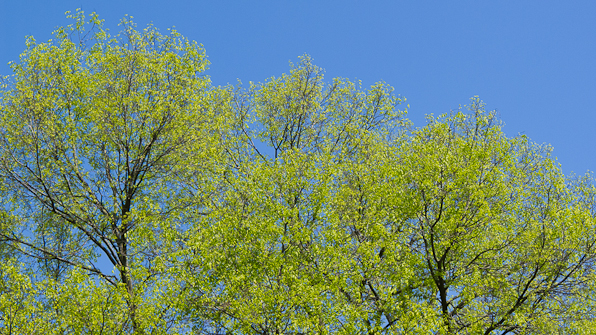 Treetops, Hunter Hill, April 27, 2013