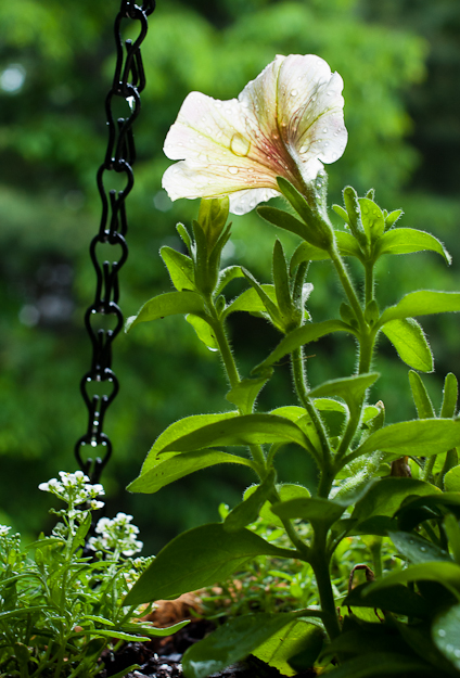 Wet Pentunia, Balcony Garden, Hunter Hill, June, 2013