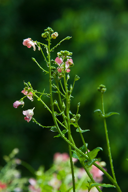 Nemisia, Balcony Garden, Hunter Hill, June, 2013