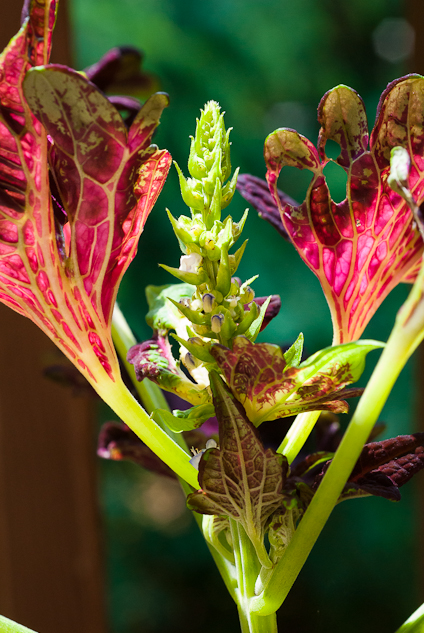 Coleus With Stalk, Balcony Garden, Hunter Hill, July 6, 2013