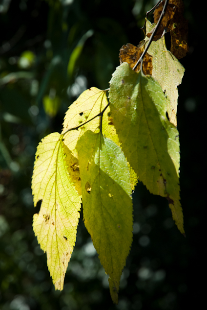 Pangborn Park, Hagerstown, Maryland, September 8, 2013