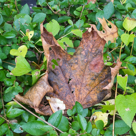 2013-10-13-Lx5-a-021