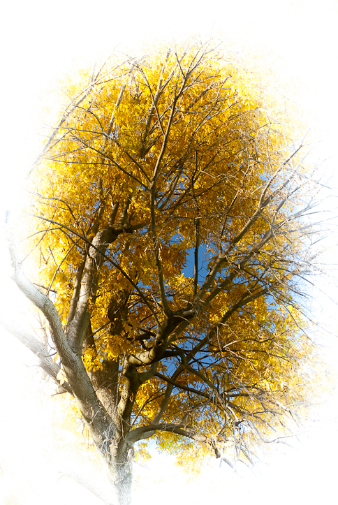 On the Way to Winter, Hunter Hill, November 6, 2013