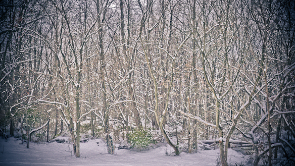 Inside the Snow Globe,  II, Hunter Hill, Hagerstown, Maryland, D