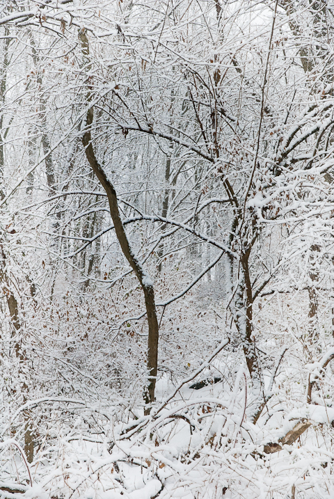 Snow Day, Hunter Hill, Hagerstown, Maryland, December 14, 2013