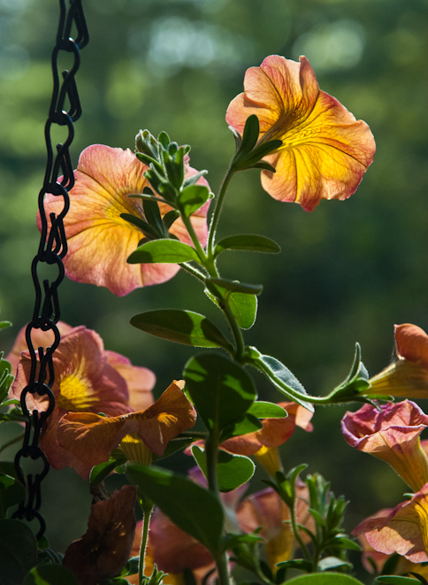 Petunia, Sunsatia Terra Cotta, Balcony Garden, Hunter Hill, May