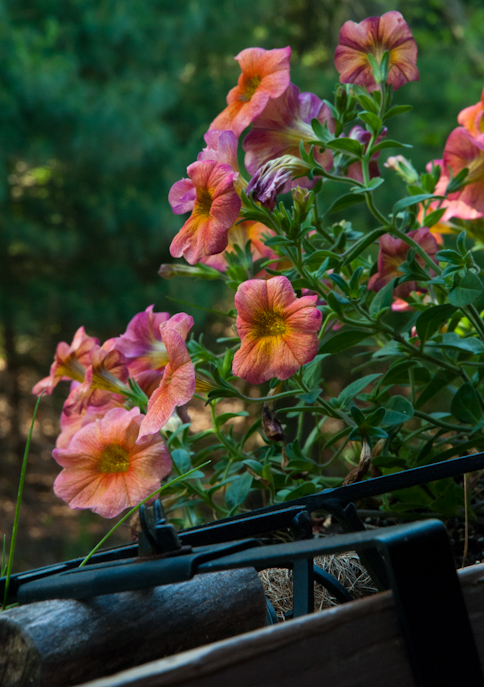 Petunia, Sunsatia Terra Cotta, Balcony Garden, Hunter Hill, May