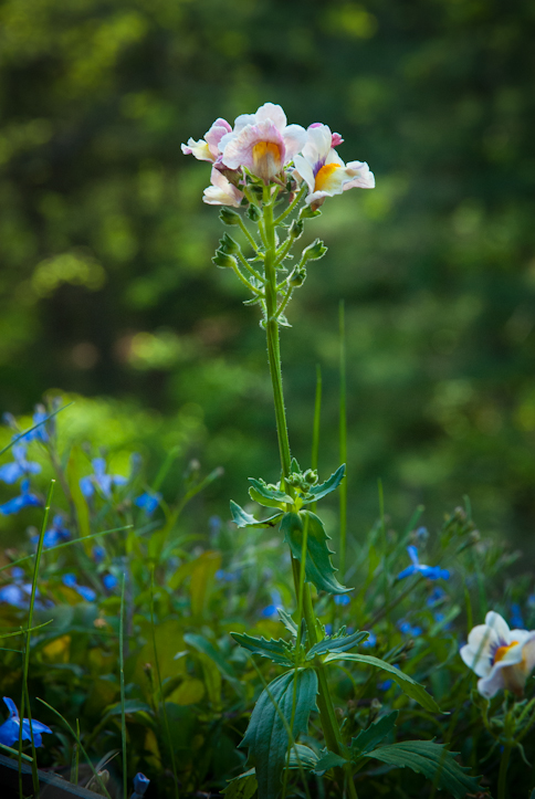 Nemesia, Balcony Garden, Hunter Hill, May 11, 2014