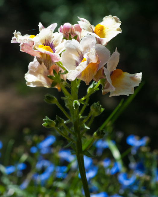 Nemesia, Balcony Garden, Hunter Hill, May 13, 2014