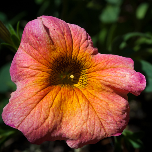 Petunia, Sunsatia Terra Cotta, Balcony Garden, Hunter Hill, May