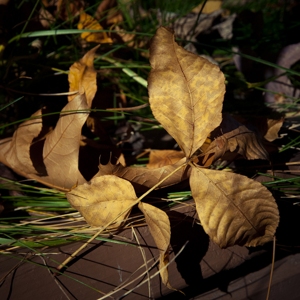 2014-11-02-D200-a-035
