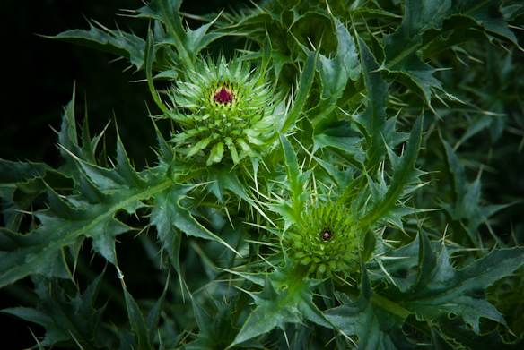 Early Blooming Thistle, Hunter Hill, Hagerstown, Maryland, June