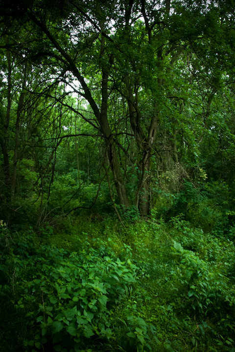 Woods, Hunter Hill, Hagerstown, Maryland, June 4, 2015