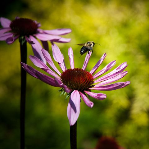 Surreybrooke Gardens, Middletown, Maryland, June 22, 2015